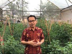 Prof. M Syukur Pakar IPB University Paparkan Penyebab Harga Cabai Melonjak