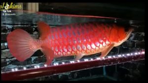 Ikan hias jenis Arwana Super Red Asli dari Ketungau, Kalimantan.