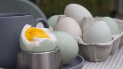 Tak Disangka, Ada Khasiat Luar Biasa Ini Dalam Sebutir Telur Bebek