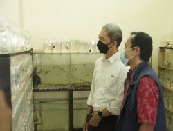 Kamu Pecinta Ikan Hias? Datang ke Blok F Pasar Kebon Kembang, Ada Bogor Aquatic Centre