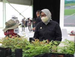 Ade Yasin Ikuti Kegiatan Presiden Jokowi Tinjau Persemaian Modern Rumpin