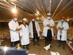 IPB University Panen Perdana Ayam Broiler Closed House