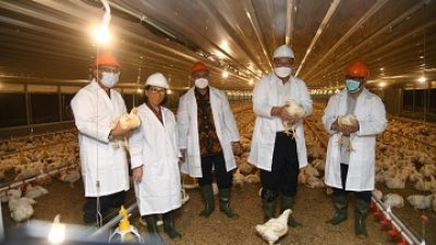 IPB University Panen Perdana Ayam Broiler Closed House