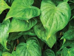 Daun Keladi Tikus Efektif untuk Sembuhkan Batuk? Ini Faktanya