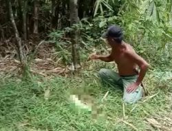 Geger! Bayi Berjenis Kelamin Perempuan Ditemukan Warga di Perkebunan Jasinga