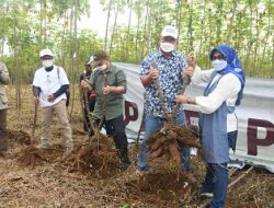 IPB University Panen Perdana 400 Ton Cassava di Jonggol