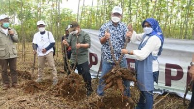 IPB University Panen Perdana 400 Ton Cassava di Jonggol