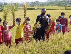 Panen Raya Padi Organik, Bima Arya Sebut Edukasi AEWO Mulyaharja Three In One