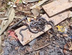 Geger! Belasan Ular Cobra Jawa Masuki Rumah Warga di Citeureup