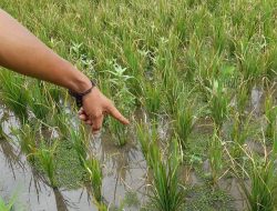 Ratusan Petani di Cariu Terancam Gagal Panen