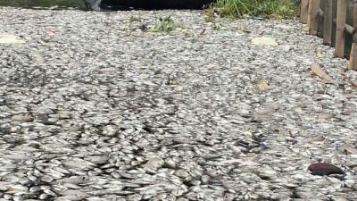 Setu Citongtut Kembali Tercemar, Ratusan Ikan di Tambak Mati