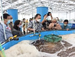 Peneliti IPB University Ini Ciptakan Teknologi Budidaya Udang Yang Mampu Hasilkan 130 Ton per Hektar