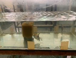 Mahasiswa FPIK IPB University Datangkan Seribu Ikan Hias untuk Aquafarm Edupark
