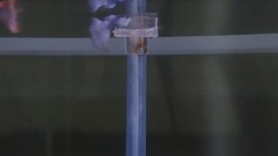 Ini Dia Tips Mengawinkan Ikan Guppy Agar Ikan Hias Berkualitas