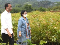 Kunjungi Persemaian Modern di Rumpin, Jokowi Akan Bangun 30 Nursery lainnya