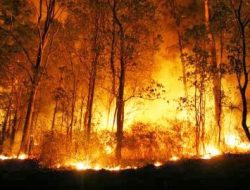 Guru Besar IPB University: 99 Persen Kebakaran Hutan Akibat Ulah Manusia