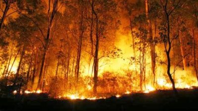 Guru Besar IPB University: 99 Persen Kebakaran Hutan Akibat Ulah Manusia