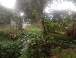 Disperumkim Kota Bogor Adakan Pembibitan Tanaman Keras untuk Penghijauan