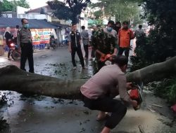 Pohon Tumbang Akibat Hujan Deras Disertai Angin Kencang Lumpuhkan Jalan Gunung Putri