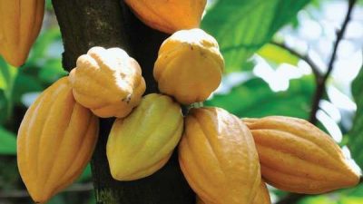 Tantangan Industri Cokelat Lokal