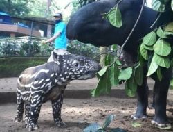 Lahir Anak Tapir, Koleksi Kebun Binatang Bandung Bertambah