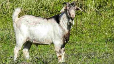 3 Ekor Kambing Milik Warga Pagelaran Ciomas Dicuri Maling, 1 Dipotong di Kandang