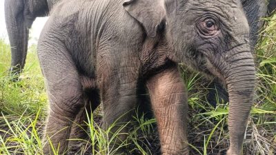 Horeee, Bayi Gajah Betina Lahir di PLG Padang Sugihan