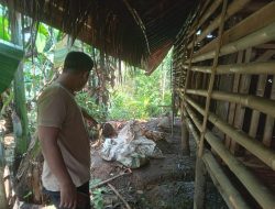 Sadis! 9 Ekor Kambing Milik warga Tinggal Kulit dan Jeroan, Dagingnya Digondol Maling