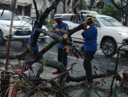 Sebabkan Kemacetan, Pohon Tumbang di Jalan Alternatif Cibubur Dievakuasi TRC RAPI