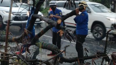 Sebabkan Kemacetan, Pohon Tumbang di Jalan Alternatif Cibubur Dievakuasi TRC RAPI