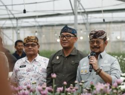 Bunga Krisan dari Megamendung Menuju Jepang dan Eropa