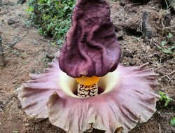 Bikin Heboh! Bunga Bangkai Tumbuh di Kebun Warga di Megamendung, Namun Sayang Dibiarkan Begitu Saja