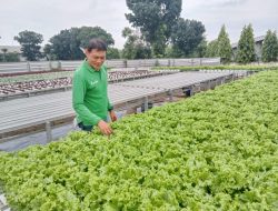 Miliki 17 Ribu Lubang Tanam Hidroponik, Program Ketahanan Pangan Pemdes Wanaherang Terbesar di Kabupaten Bogor