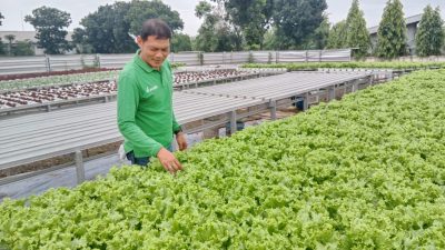 Miliki 17 Ribu Lubang Tanam Hidroponik, Program Ketahanan Pangan Pemdes Wanaherang Terbesar di Kabupaten Bogor