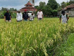 Diserang Hama Wereng, 3 Hektar Lahan Padi di Tanjungsari Terancam Gagal Panen