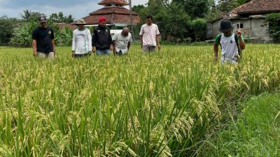 Diserang Hama Wereng, 3 Hektar Lahan Padi di Tanjungsari Terancam Gagal Panen
