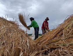 Harga Beras Naik, Harga Gabah Kian Melorot, Petani di Jonggol Menjerit!