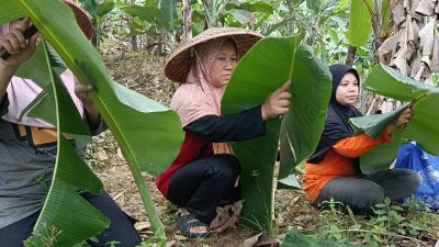 Sudah Puluhan Tahun, Kecamatan Tanjungsari Jadi Penyuplai Daun Pisang Terbesar ke Jakarta