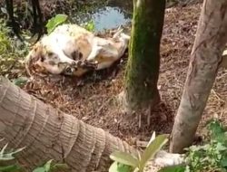 Maling Nyaris Angkut Satu Kandang Kambing di Sukajaya, Modus Sembelih Ditempat