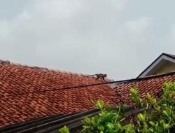 Kawanan Kera Turun Gunung Jajah Pasar dan Rumah Warga di Ciampea