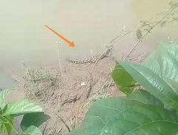 Sering Muncul Dipermukaan, 4 Ekor Buaya Gegerkan Warga Jasinga