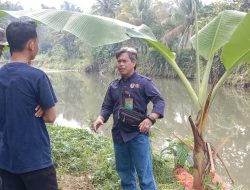 Sempat Hebohkan Warga, BKSDA Duga Buaya Muara di Sungai Cidurian Sengaja Dibuang Sang Pemilik