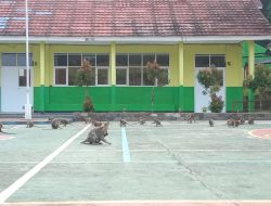 Waduh! Puluhan Monyet Cari Makan di SMAN 1 Ciampea