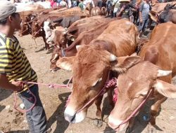 Jelang Idul Adha, Pasar Hewan Jonggol Siapkan 900 Hewan Kurban