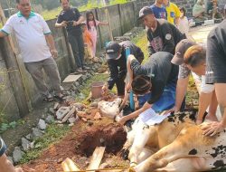 Idul Adha 1444 H, PWI Kabupaten Bogor Sembelih 2 Sapi dan 4 Kambing Kurban