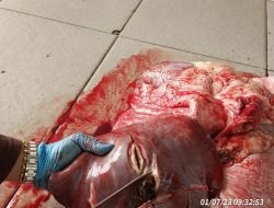 DKPP Kota Bogor Temukan Hewan Kurban Terpapar Cacing Hati