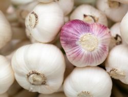 Inilah 9 Khasiat Bawang Putih untuk Kesehatan Pria, Nomor 1 Gak Nyangka