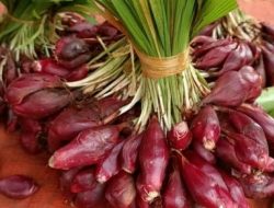 Ternyata Bawang Dayak Berkhasiat sebagai Minuman Fungsional Antidiabetes