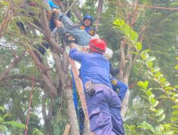 Kakek di Nanggewer Cibinong Tewas Tersengat Aliran Listrik Saat Panjat Pohon Petai