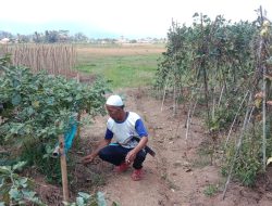 Musim Kemarau, Ratusan Hektar Sawah di Kalong Liud Nanggung Alami Kekeringan